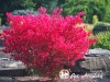 Ožekšnis Sparnuotasis  Little Moses ,Odom' ' (lot. Euonymus alatus)